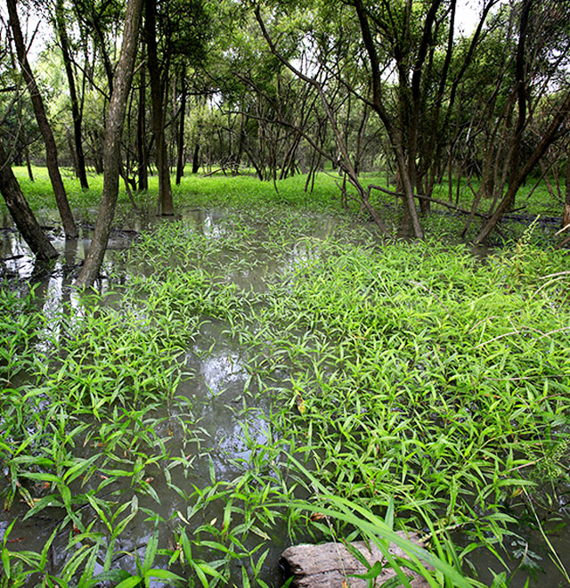 Janghang Wetland image3